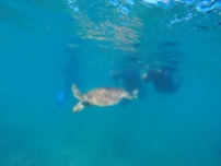 Snorkel spot 2: turtles